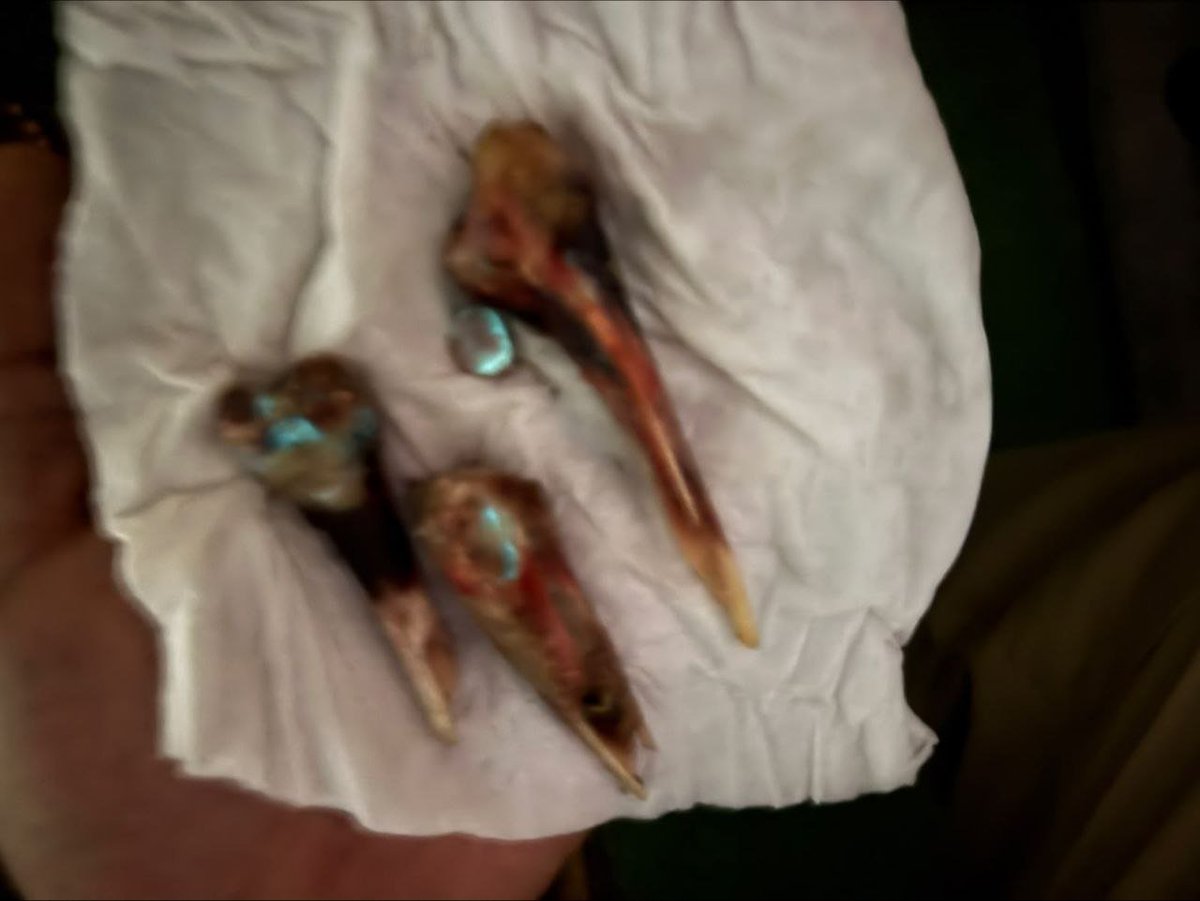 PalPress24's tweet photo. Circulating online:

This photo was taken in complete darkness using the night mode feature. The appearance of a blue glow in the chicken bones after eating has raised questions about the cause of this phenomenon.

In light of these concerns, we call on the relevant authorities and experts to examine poultry entering the Gaza Strip, verify its safety, and ensure that it contains no radioactive materials or contaminants that could pose a health risk to residents in the future.