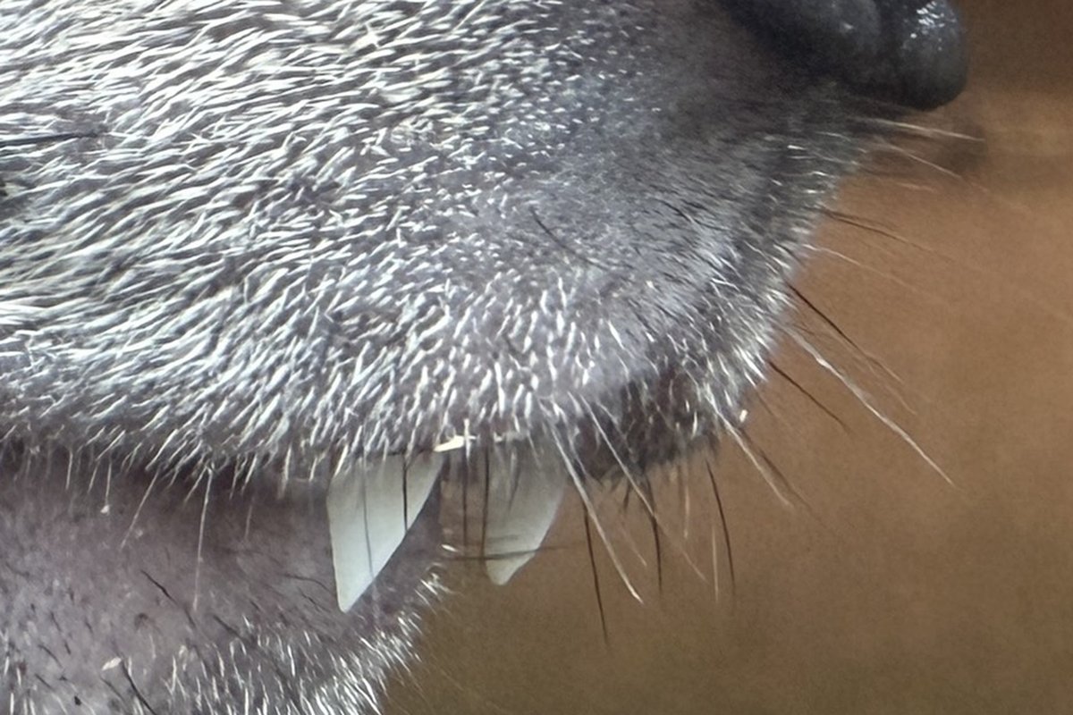 fuji_safari1980's tweet photo. #どうぶつクイズ 出題！！！

どの動物の「牙」でしょうか？
コメントでご回答ください👀 https://t.co/yBk60f4m2D