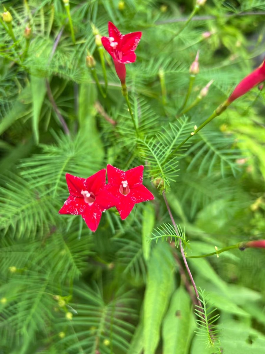 KevinJohnsvjgg's tweet photo. Walls glisten, brilliant blooms stand out, witty vibes flow—today’s small joys hit different! ， https://t.co/xb0Kbcm9TI