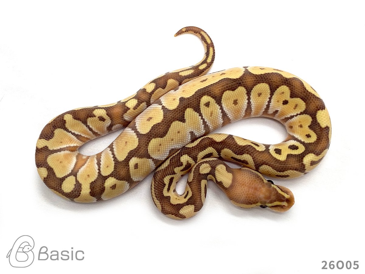 Basic_bp's tweet photo. 【SOLD OUT】
1.0 Banana Lesser Adder
バナナレッサーアダー♂
¥120,000

個体ID:26O05
2026/08/25ハッチ

#ボールパイソン販売 #ボールパイソン繁殖 #BasicCB https://t.co/oE2xrtjEgQ