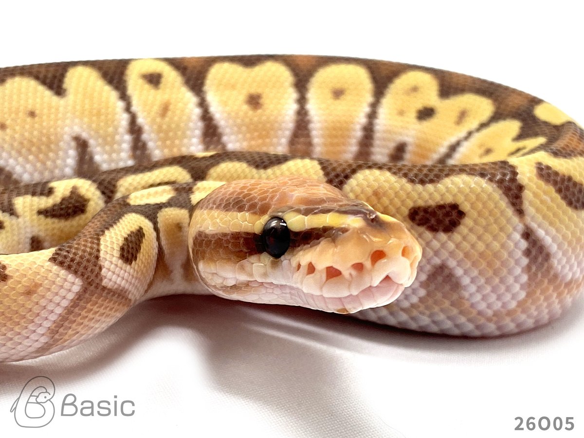 Basic_bp's tweet photo. 【SOLD OUT】
1.0 Banana Lesser Adder
バナナレッサーアダー♂
¥120,000

個体ID:26O05
2026/08/25ハッチ

#ボールパイソン販売 #ボールパイソン繁殖 #BasicCB https://t.co/oE2xrtjEgQ