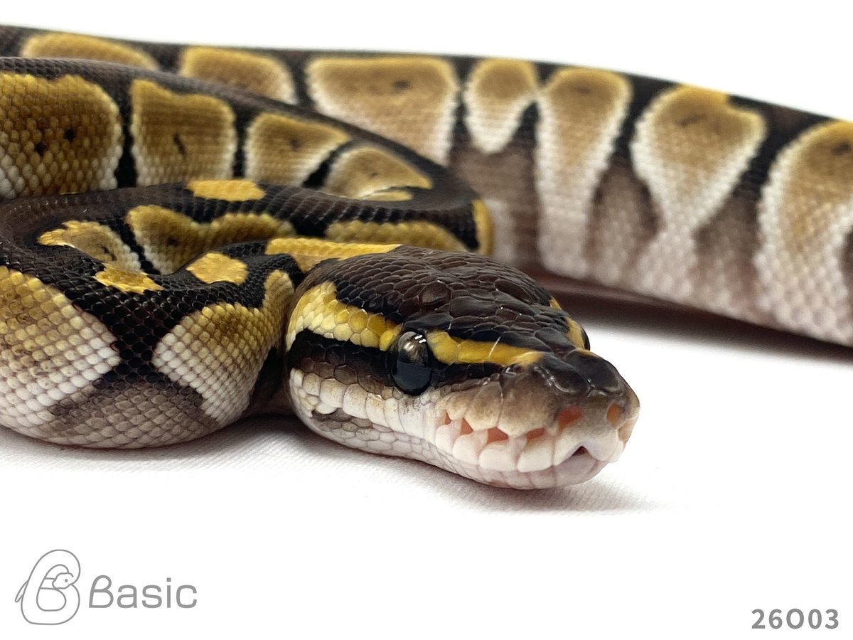 Basic_bp's tweet photo. 【SOLD OUT】
0.1 Lesser Adder
レッサーアダー♀ 
¥100,000

個体ID:26O03
2026/08/25ハッチ

#ボールパイソン販売 #ボールパイソン繁殖 #BasicCB https://t.co/TEFHxQIEBF