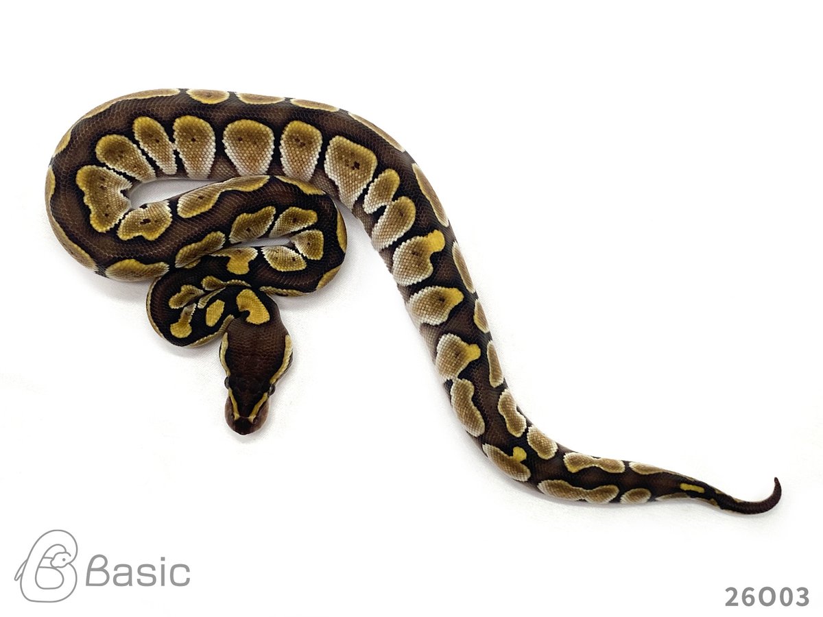 Basic_bp's tweet photo. 【SOLD OUT】
0.1 Lesser Adder
レッサーアダー♀ 
¥100,000

個体ID:26O03
2026/08/25ハッチ

#ボールパイソン販売 #ボールパイソン繁殖 #BasicCB https://t.co/TEFHxQIEBF