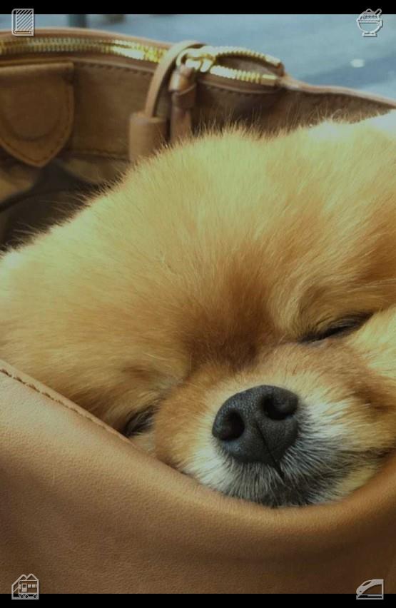 realfang_'s tweet photo. The next morning, I don’t set an alarm, letting myself sleep in until 8 a.m. It feels luxurious, and I wake up feeling well-rested, my body no longer sore from the previous day’s workouts.🏥Dog runs with a ball https://t.co/i4HOXoSWXI