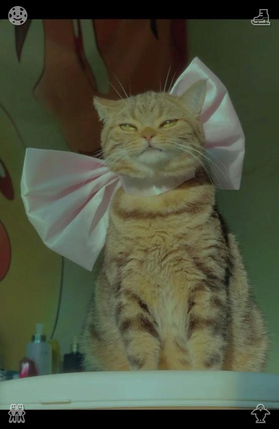 oosugis tweet picture