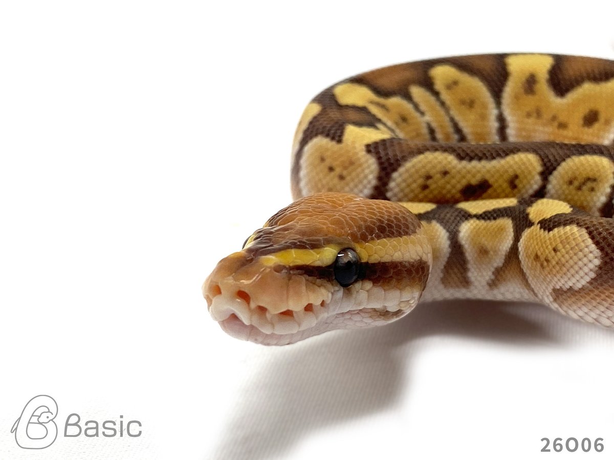 Basic_bp's tweet photo. 【販売中】
1.0 Banana Lesser Adder
バナナレッサーアダー♂
¥120,000

個体ID:26O06
2026/08/25ハッチ

#ボールパイソン販売 #ボールパイソン繁殖 #BasicCB https://t.co/ImcNvnCkgg
