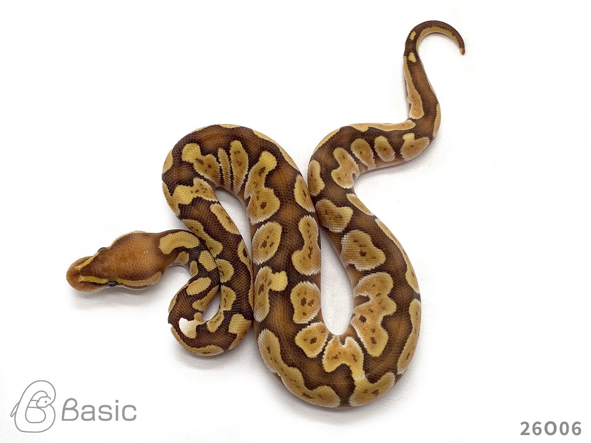 Basic_bp's tweet photo. 【販売中】
1.0 Banana Lesser Adder
バナナレッサーアダー♂
¥120,000

個体ID:26O06
2026/08/25ハッチ

#ボールパイソン販売 #ボールパイソン繁殖 #BasicCB https://t.co/ImcNvnCkgg