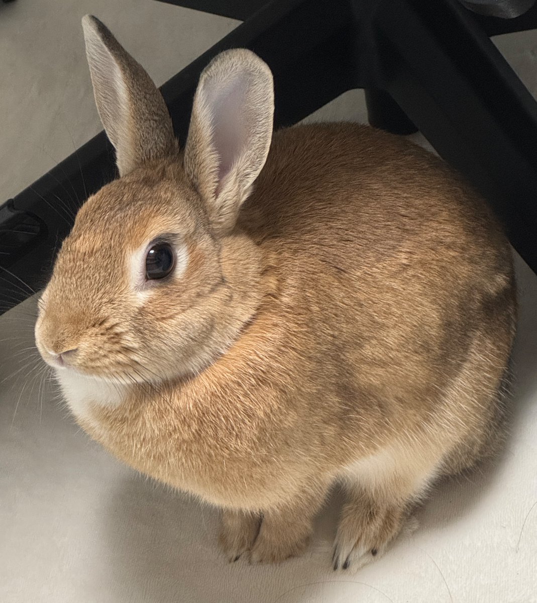 Mame_is_rabbit's tweet photo. 神が創った　完璧な生き物　うさぎ https://t.co/6BIJbKY6Nf