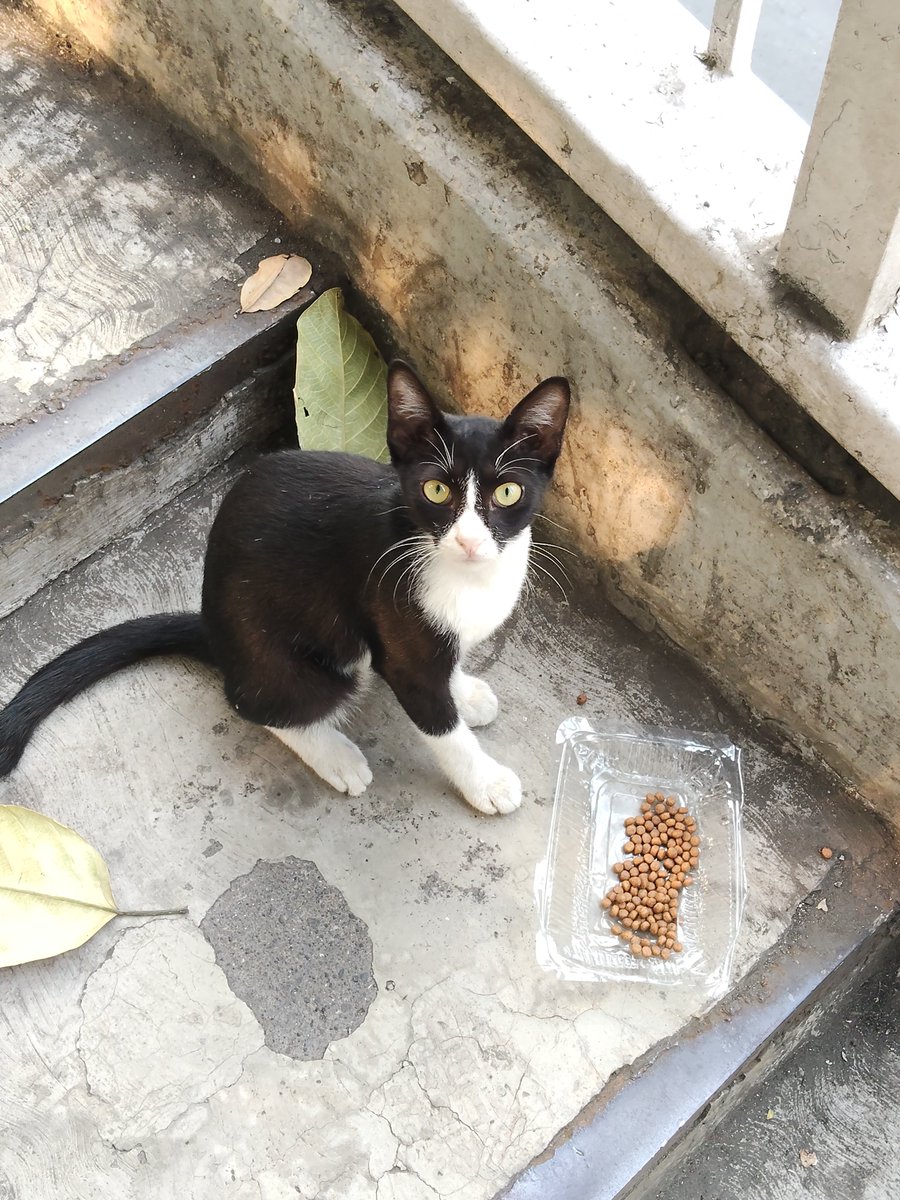 roughpufff's tweet photo. KETEMUUUU kucing yg ada di feed ig taeyong heheh 🫰🏻🫰🏻 https://t.co/wOP1en2pOZ