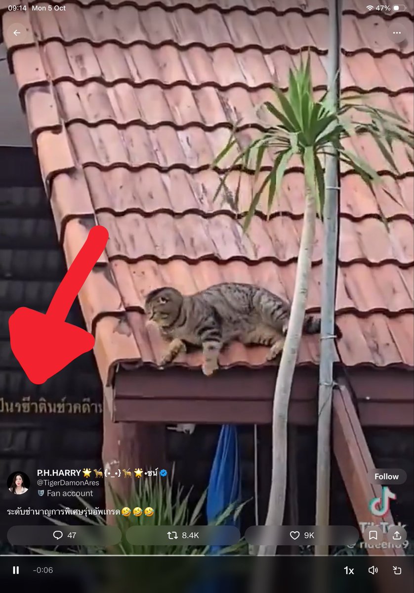 bongtao's tweet photo. ตั้งแต่มีเอไอนี่ทำให้ดูคลิปหมาแมวแบบถอดสมองไม่ได้อีกเลย ฮือ https://t.co/AAAdIiQA49