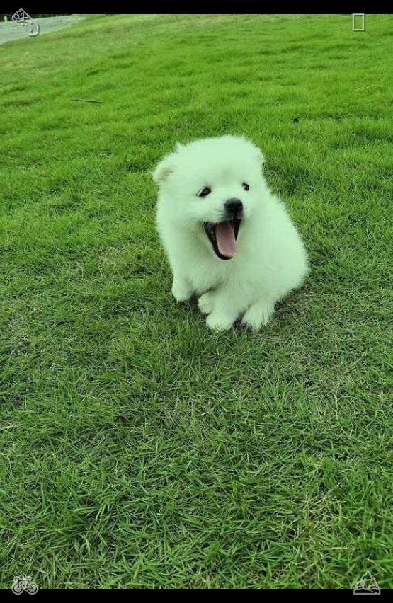 MitsujiTakeda's tweet photo. She would still take him for walks every evening, play fetch with him in the yard, and curl up with him on the couch, telling him about her day, her dreams, her worries.🥌Holiday with friends Endless fun https://t.co/1IsoPIM3FC