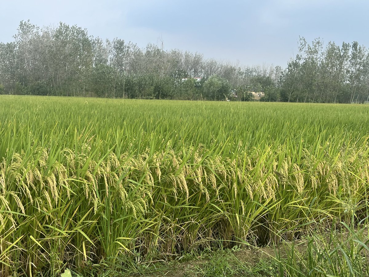 ChenSheng417's tweet photo. 🌾🌾🌾 https://t.co/SROoUuhPbB