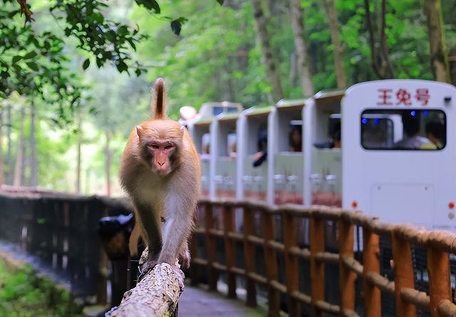 ChaseRodrie3iz's tweet photo. A mischievous macaque jumps over a small ravine in the forest, its curious eyes full of playful energy! https://t.co/TRDz7Y5Dt4