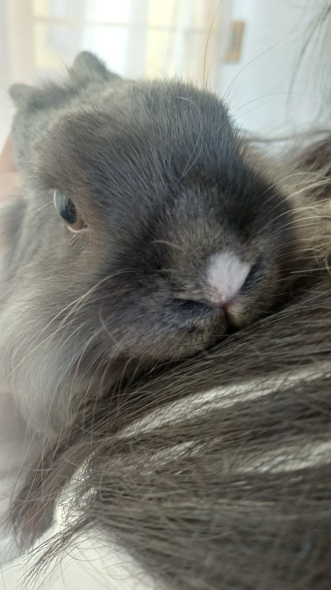 kinimiau's tweet photo. Ola les bengo a presumir a mi konejo jejej es ermoso mírenlo k lindo i kawai se ve be es super kiut i se llama Ponyo https://t.co/v0Qtwua3YB