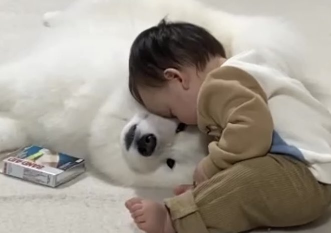 kohaku_Samoyed's tweet photo. 良ければインスタも見てください🐶♡

https://t.co/HhSRs56JJn https://t.co/hz9rlQ4vj4