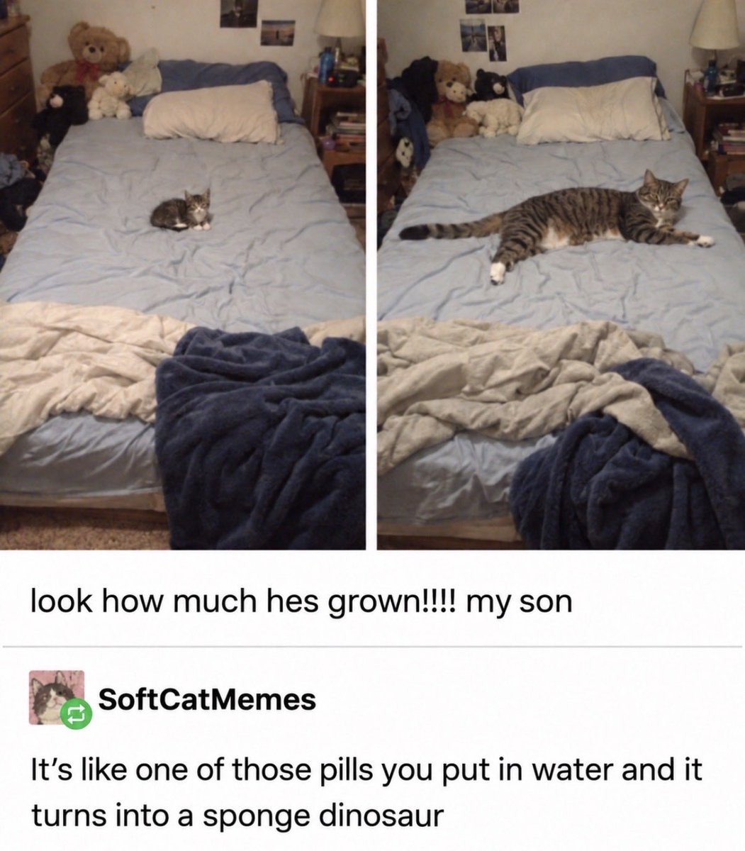 hardcatmemes's tweet photo. https://t.co/GGCfxJuQ3r