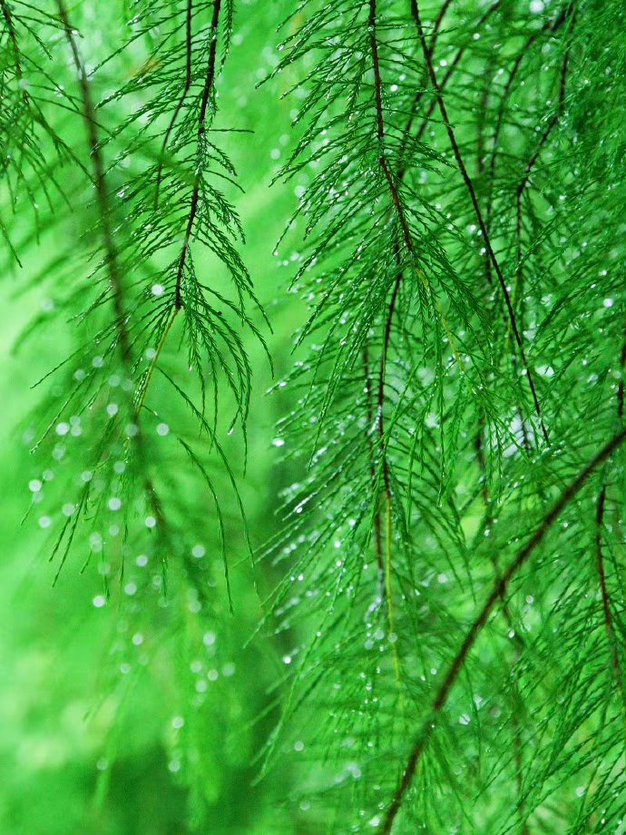 BlakeFlorewkdn's tweet photo. A fresh morning in the forest, with pure dew on the leaves, calling the gentle wind to whisper! https://t.co/8HybJgaLPP
