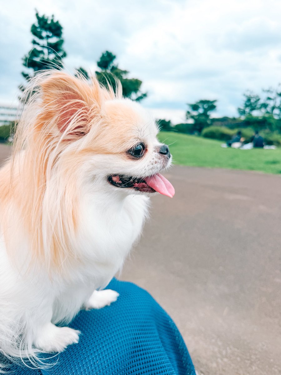 madara_152's tweet photo. 以前住んでいたシェアハウスの近くの公園でピクニックした日曜日🌱
やっぱりここの公園好きすぎて、引っ越したくなってきた…笑 https://t.co/5tT3tbenoE