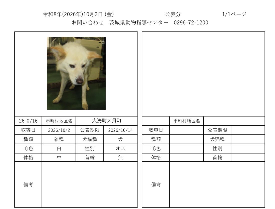IBARAKI_Animal's tweet photo. 茨城県動物指導センターで保護している、迷子の犬猫の公表情報です。🐕🐈
お心当たりの飼い主様は動物指導センターにお電話ください‼️
動物指導センター
☎︎0296-72-1200(受付時間：平日8:30〜17:15)

10月2日（金）公表情報 https://t.co/YsQxhGTIft