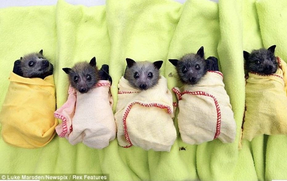 battwting's tweet photo. the burritos are ready for bed https://t.co/VsHAliVJP5