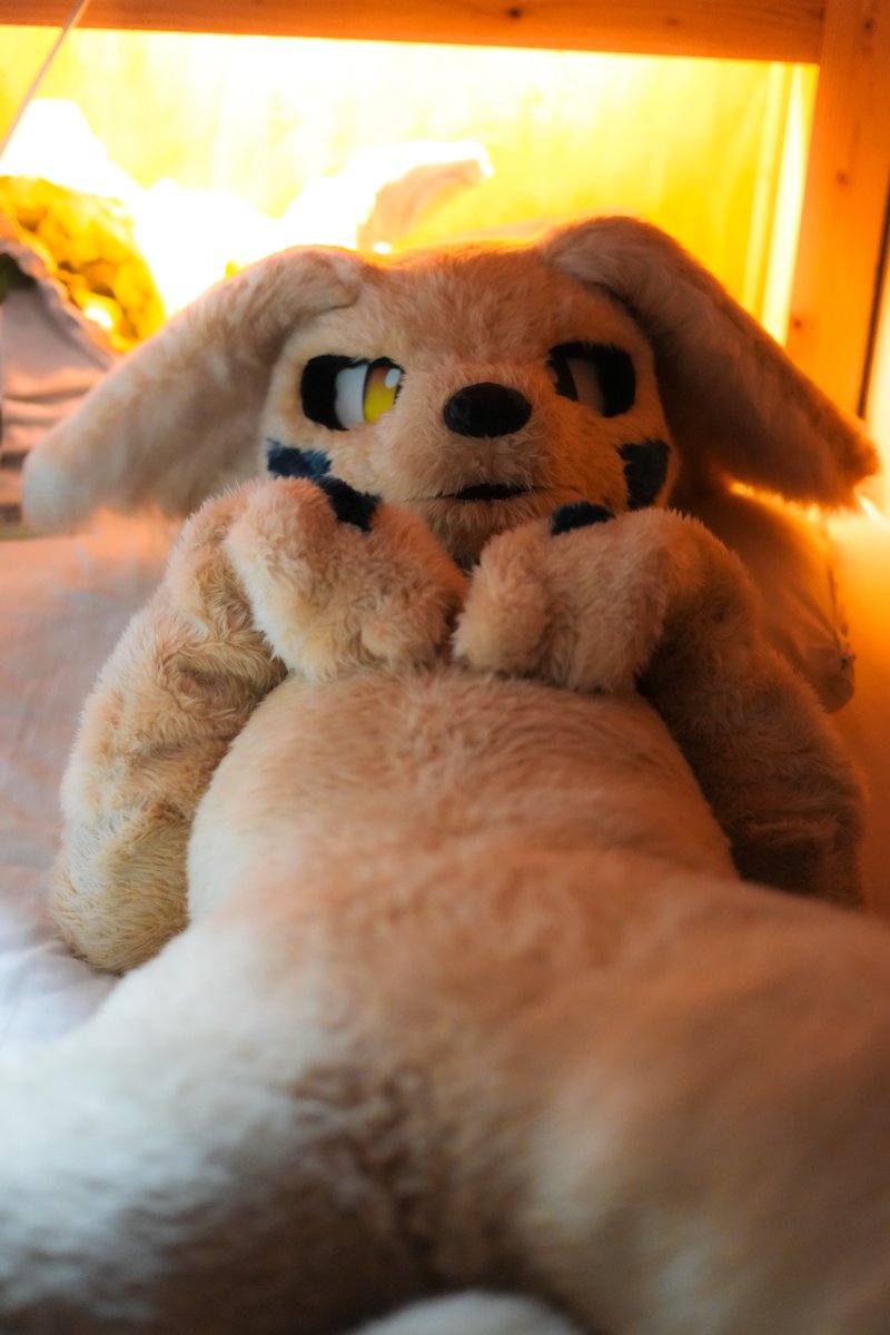 PizaDragon's tweet photo. わんちゃんのいる生活🐾
（犬じゃない）

#CoEDOオフ https://t.co/aS6OsrOKwc