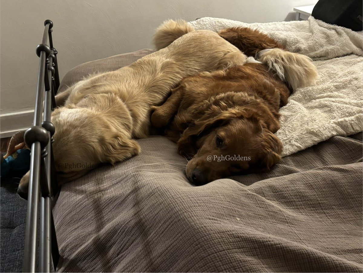 PghGoldens's tweet photo. Bedtime 

#DogsOfTwitter #GoldenRetrievers #PghGoldens https://t.co/v4zad3p5fw