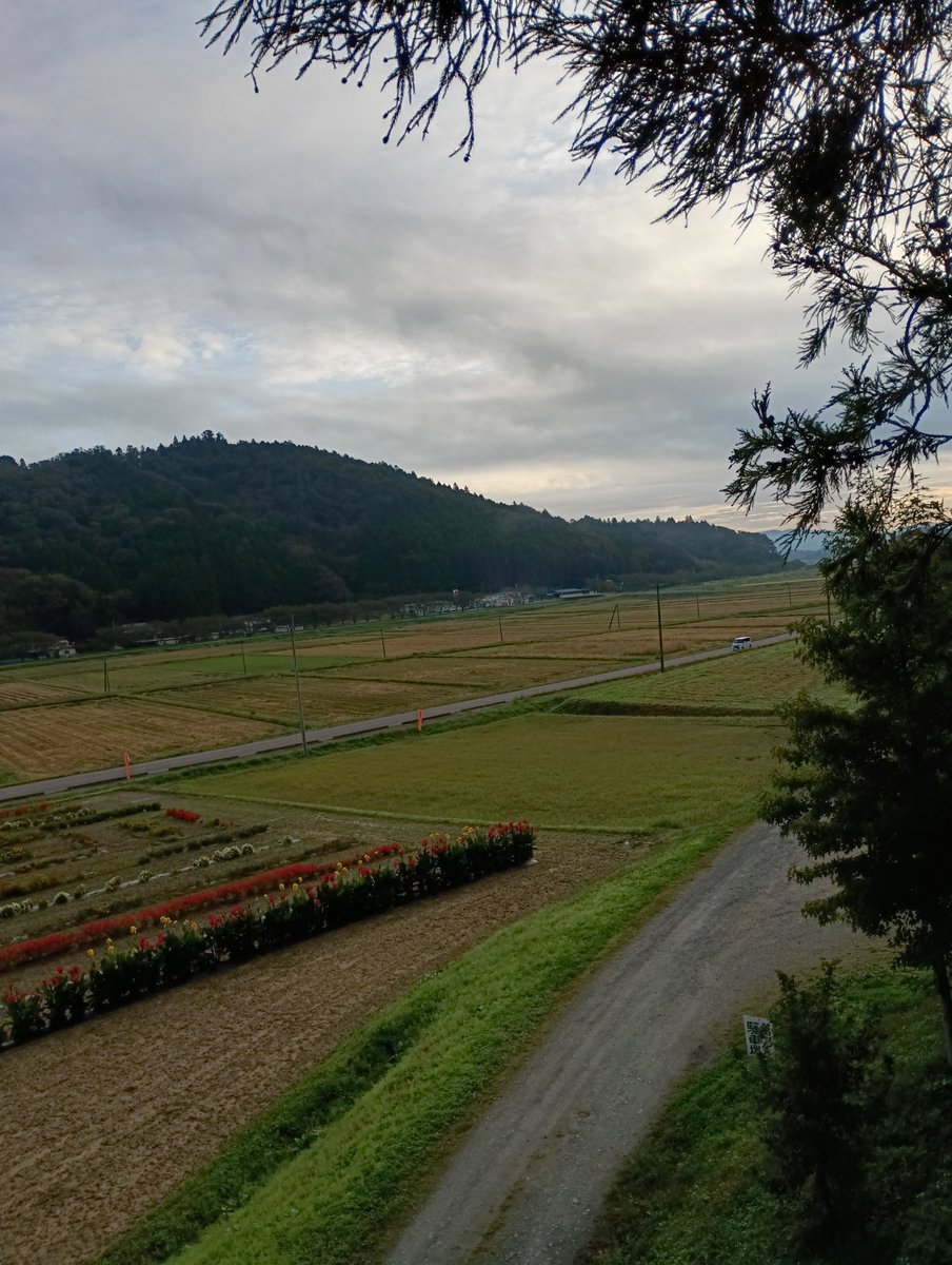 date_tedukuri's tweet photo. 2026年、西根田んぼアートは、129目。

曇り時々晴れ。

今朝はこんな風景です。
羽生さんの絵柄をバックから支えてくれた、目立たなかった稲も、今では、黄金色に輝きました。

実は、この稲こそが、唯一収穫する稲なのです。 https://t.co/D0dLvKEF6x