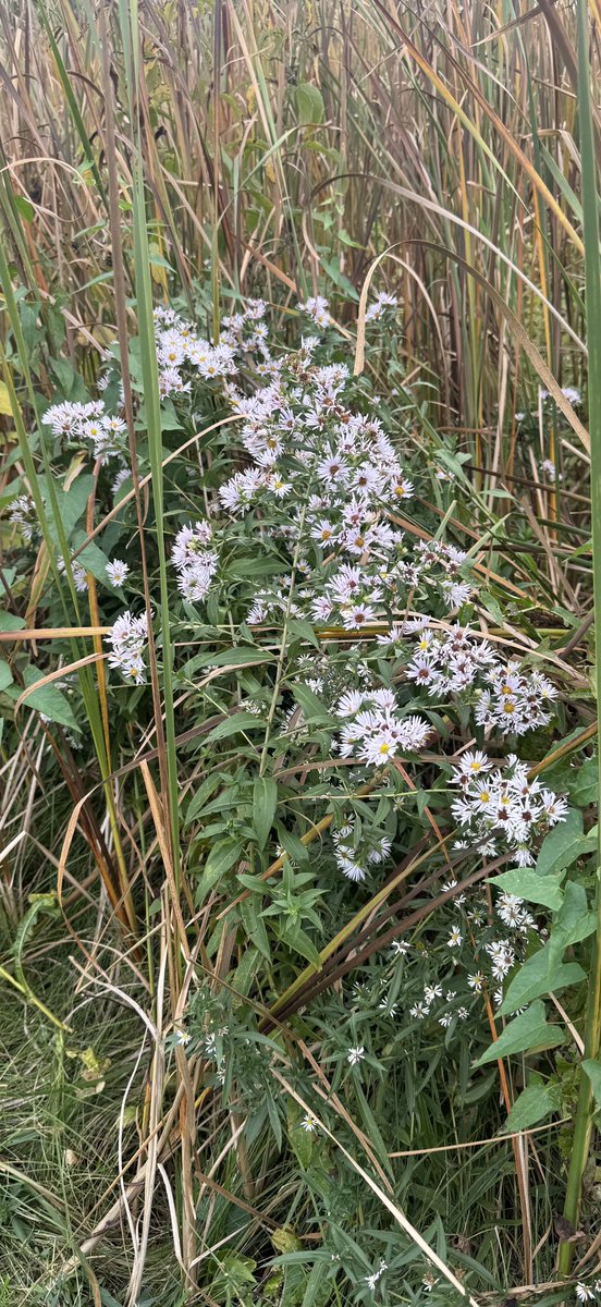 ColdasBryyyce's tweet photo. a bit of nature from the weeks walks https://t.co/TynPJlmBdg