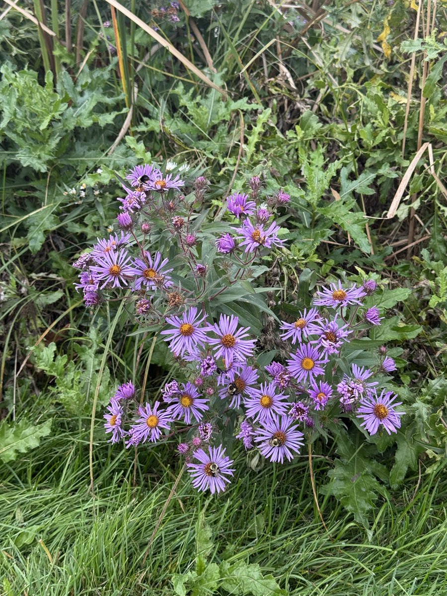 ColdasBryyyce's tweet photo. a bit of nature from the weeks walks https://t.co/TynPJlmBdg
