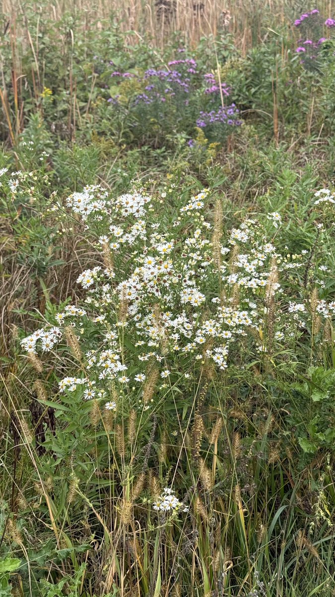 ColdasBryyyce's tweet photo. a bit of nature from the weeks walks https://t.co/TynPJlmBdg
