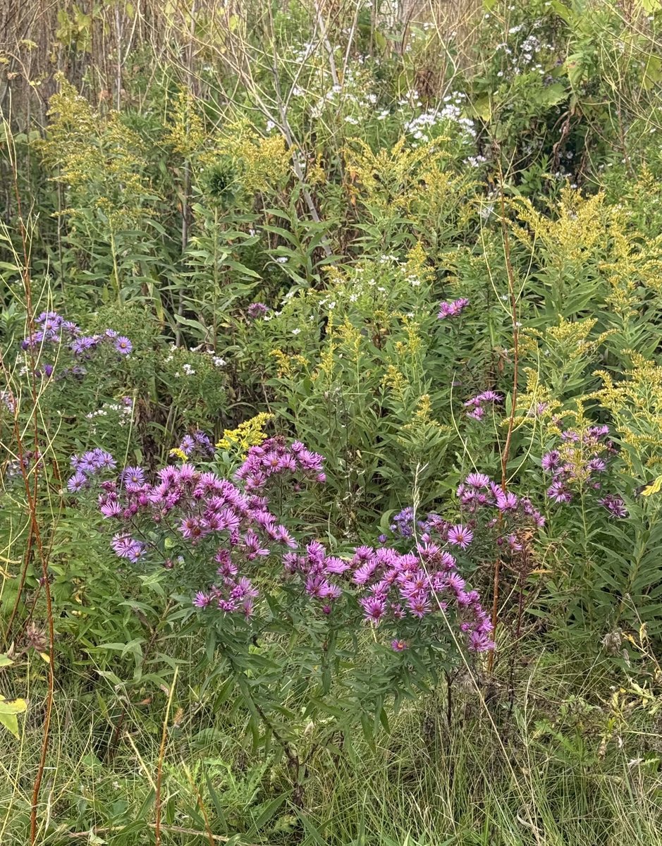 ColdasBryyyce's tweet photo. a bit of nature from the weeks walks https://t.co/TynPJlmBdg