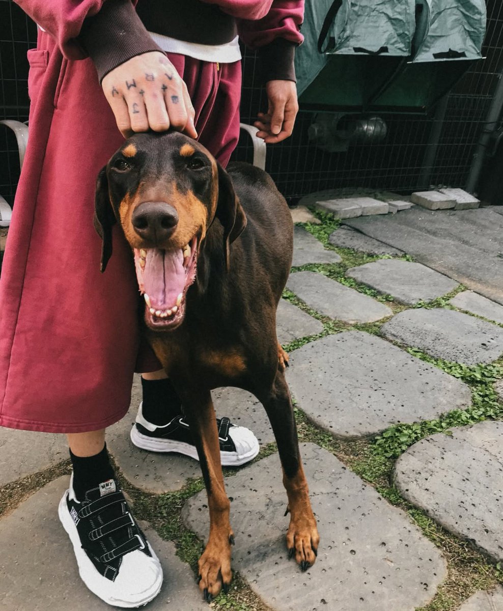 _sgminseven's tweet photo. Jungkook adopted Bam because he was the only puppy not receiving any milk from his mother and the way he didn't dock bam's tail or crop ears even though most doberman owners do it 😭😭😭😭😭 https://t.co/OqRwRjWhyP