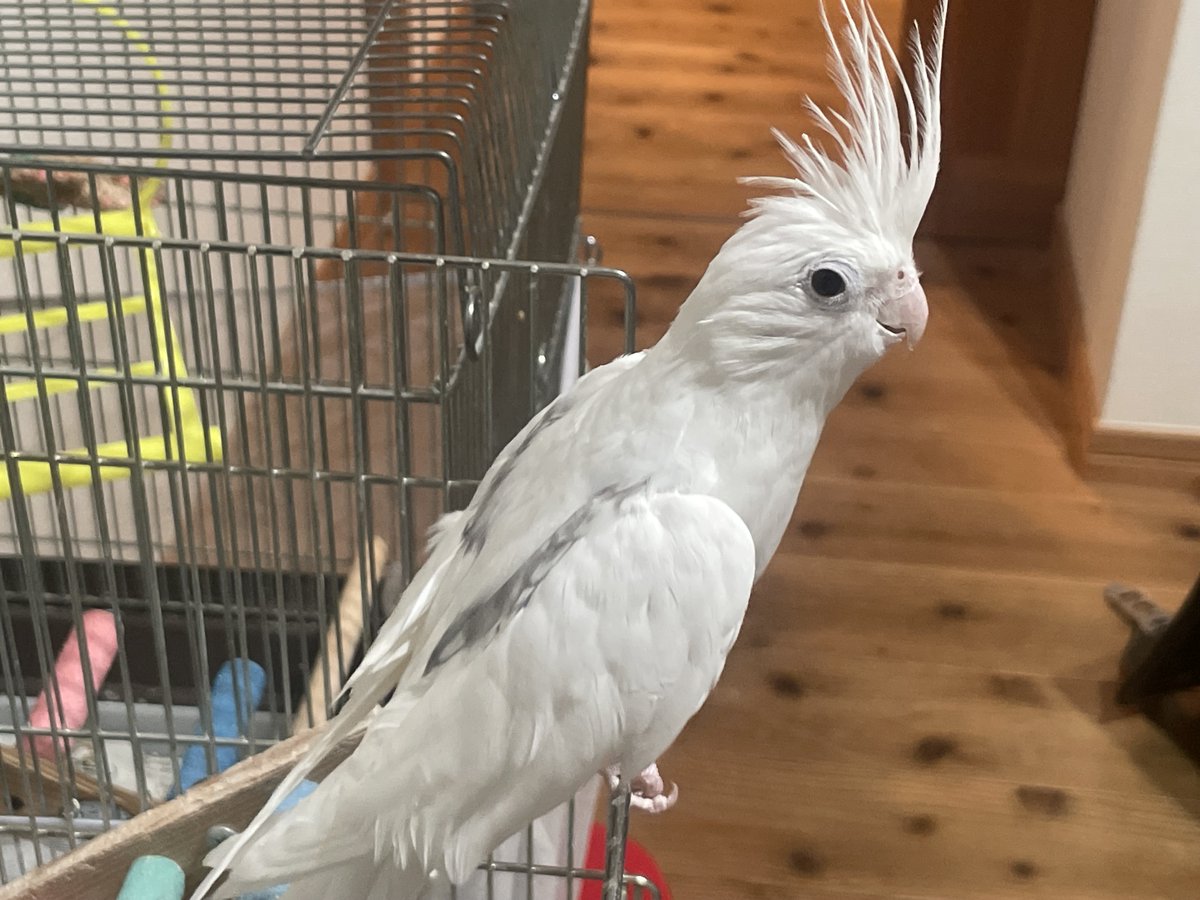 TSUBASA6077's tweet photo. 【拡散希望】
オカメインコ（ヘビーパイド）の迷子情報です

場所：福岡県行橋市
日時：26/10/3 14時
名前：もっち
特徴：ほぼ真っ白です。もっちさん、とよく喋ったり、口笛を吹きます。

情報お持ちの方、下記までご連絡を
npotsubasa@tsubasa0615.org
情報拡散のご協力お願いします https://t.co/6wQ5FmARBf