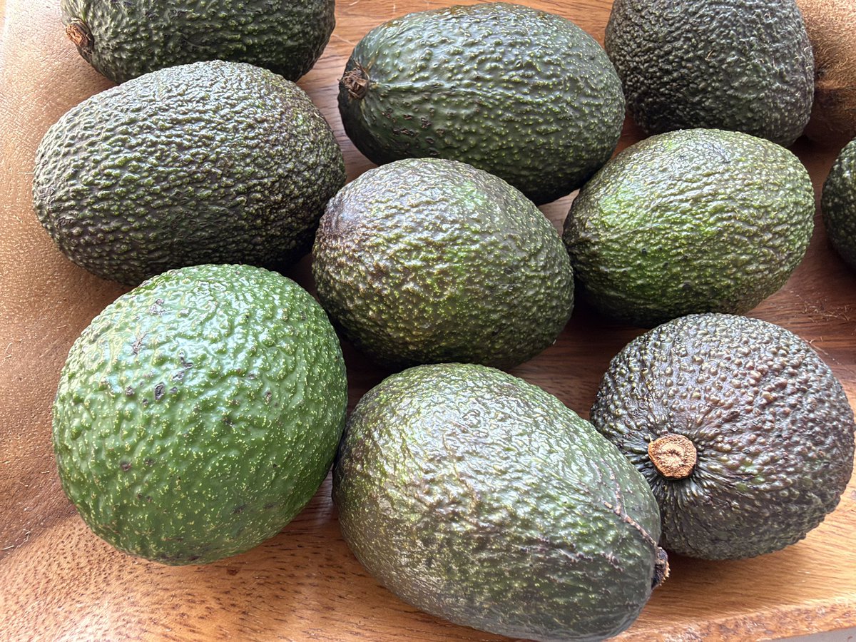 mdfujita's tweet photo. プーアル茶からアボカドへ。
中国国産、雲南省のアボカド🥑。

南米産と比べるとやや小ぶりだけど、最近私もよく買っています。何よりありがたいのが、ちょうどいい熟れ具合で手に入ること。しかも美味しい。

中国のアボカド国産化の中心は、雲南省普洱市の孟連県。ここだけで中国産アボカドの8割以上を生産する一大産地にだそうです。

では、なぜ雲南なのか。

孟連は北緯22度前後。低緯度で温暖な気候に加え、標高差のある山地が広がり、アボカド栽培に適した環境だそうです。雲南といえばプーアル茶やコーヒーのイメージが強いですが、近年はブルーベリーなど高付加価値の農産物も急速に伸びています。アボカドもその一つ。

さらに中国国産なら、南米から長距離輸送する輸入品ほど早く収穫する必要がありません。産地から上海などの大都市へ短時間で運べるので、より食べ頃に近い状態で流通させやすい。

実際に食べてみると、この差は結構大きい。買ってから「まだ硬い」「気がついたら熟れすぎた」というアボカドあるあるが少ない気がします😅

「アボカド＝輸入果物」だった中国で、いつの間にか雲南産が存在感を増している。

コーヒー、ブルーベリー、そしてアボカド。雲南の農業の変化を見ていると、なかなか面白いです。
