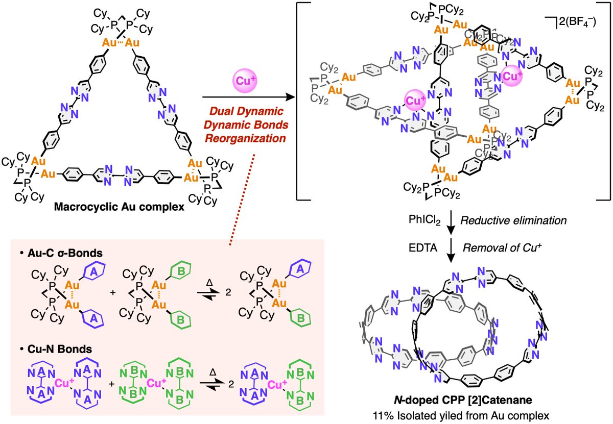 YoshiTsuchido's tweet photo. Our paper, “Metal-Templated Dynamic Reorganization of Macrocyclic Gold Complexes Toward an N-Doped Cycloparaphenylene Catenane” in collaboration with the Ide &amp; Hatakeyama groups, has been published in @angew_chem! Dedicated to the memory of @sirfrasersays. https://t.co/gGDV77Tohr https://t.co/HqaqD9ZSs4
