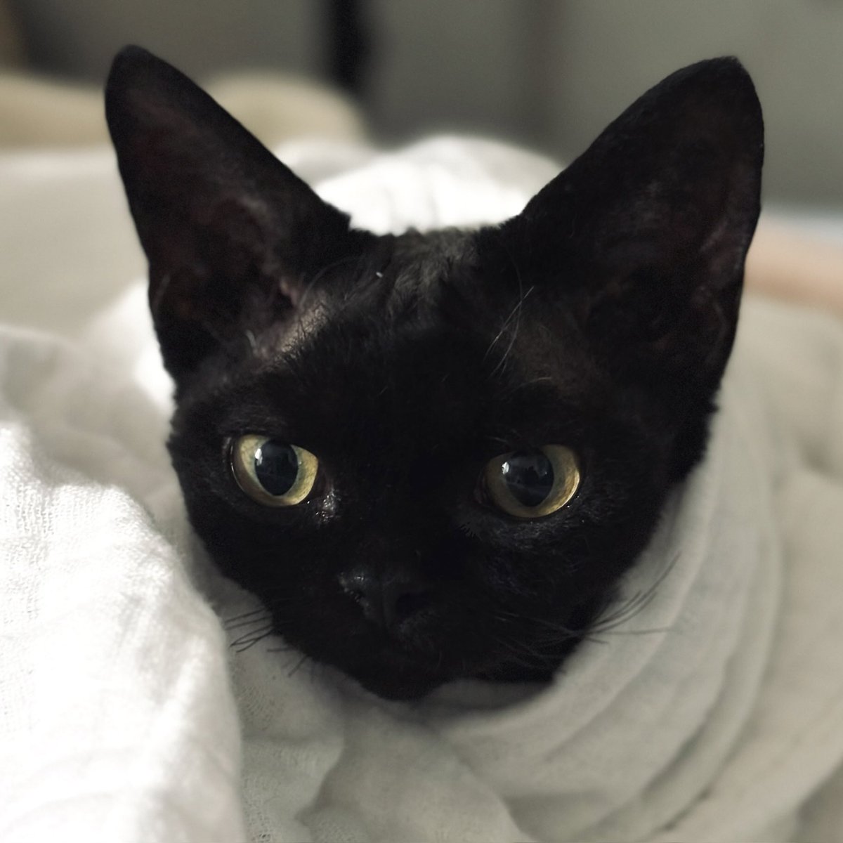 yoru_devon_rex's tweet photo. おくるみ https://t.co/jaYAhgjxZ2