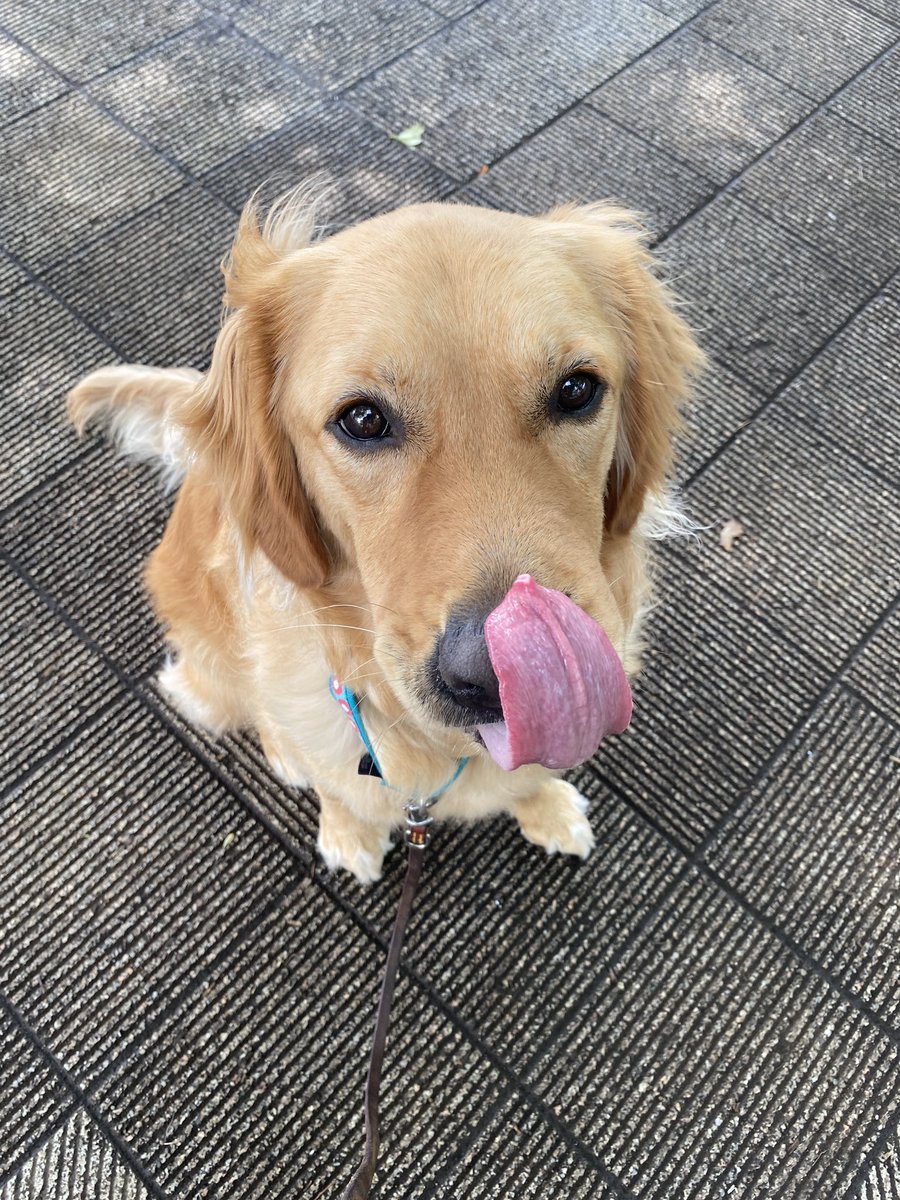JSDA_ServiceDog's tweet photo. 👉新着情報を更新しました！
皆さまの応援が“そのまま”活動の力になる、ふるさと納税。どのような活動につながっているのか、新着情報でご紹介しています。
今回は、藤田医科大学病院で活躍するDI犬®︎の様子をお届けしました。 患者さまに寄り添う姿をぜひご覧ください。https://t.co/XfbgIhOZq2 https://t.co/1sOOzZ6JIi