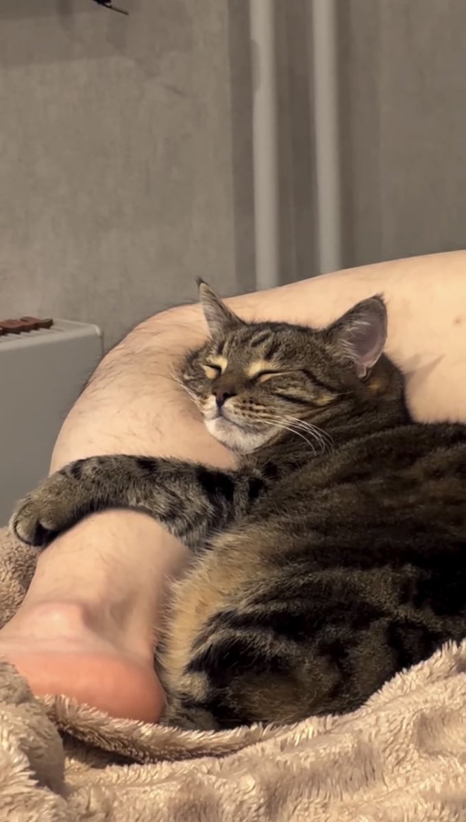 NoCatsNoLife_m's tweet photo. Bro found the comfiest body pillow 🥹🧡 https://t.co/1fTmAfiQDE