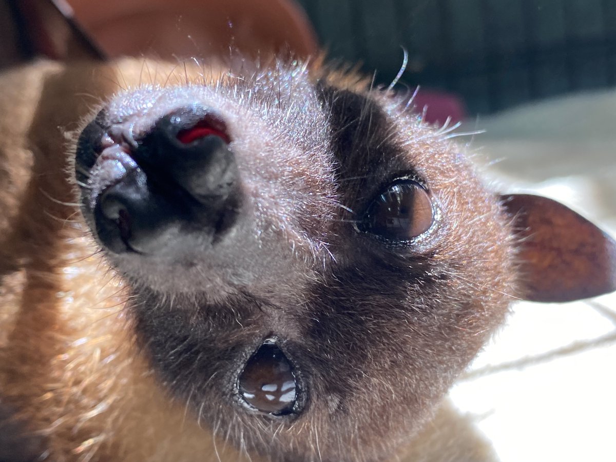 noichizoo_staff's tweet photo. バックヤードで暮らすインドオオコウモリの「オーモリさん」が、10月5日に30歳の誕生日を迎えました🎉
お誕生日おめでとう！！
高齢による筋力の衰えから、ぶら下がることができず、7年前からこのように寝ている状態で過ごしています。
それでも食欲は旺盛😋！
よく食べることが、オーモリさんの元気の秘訣です☝️
まだまだ元気に暮らせるように、これからも生活環境を整え、適切な管理を行っていきます。
#のいち動物公園 #インドオオコウモリ #オーモリさん #30歳 #食欲旺盛