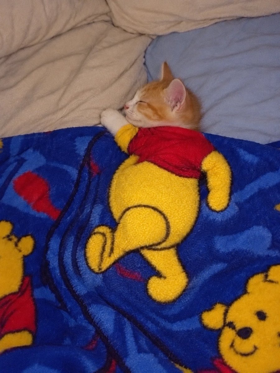 CatMeowkingdom's tweet photo. https://t.co/z0vcz63Svc