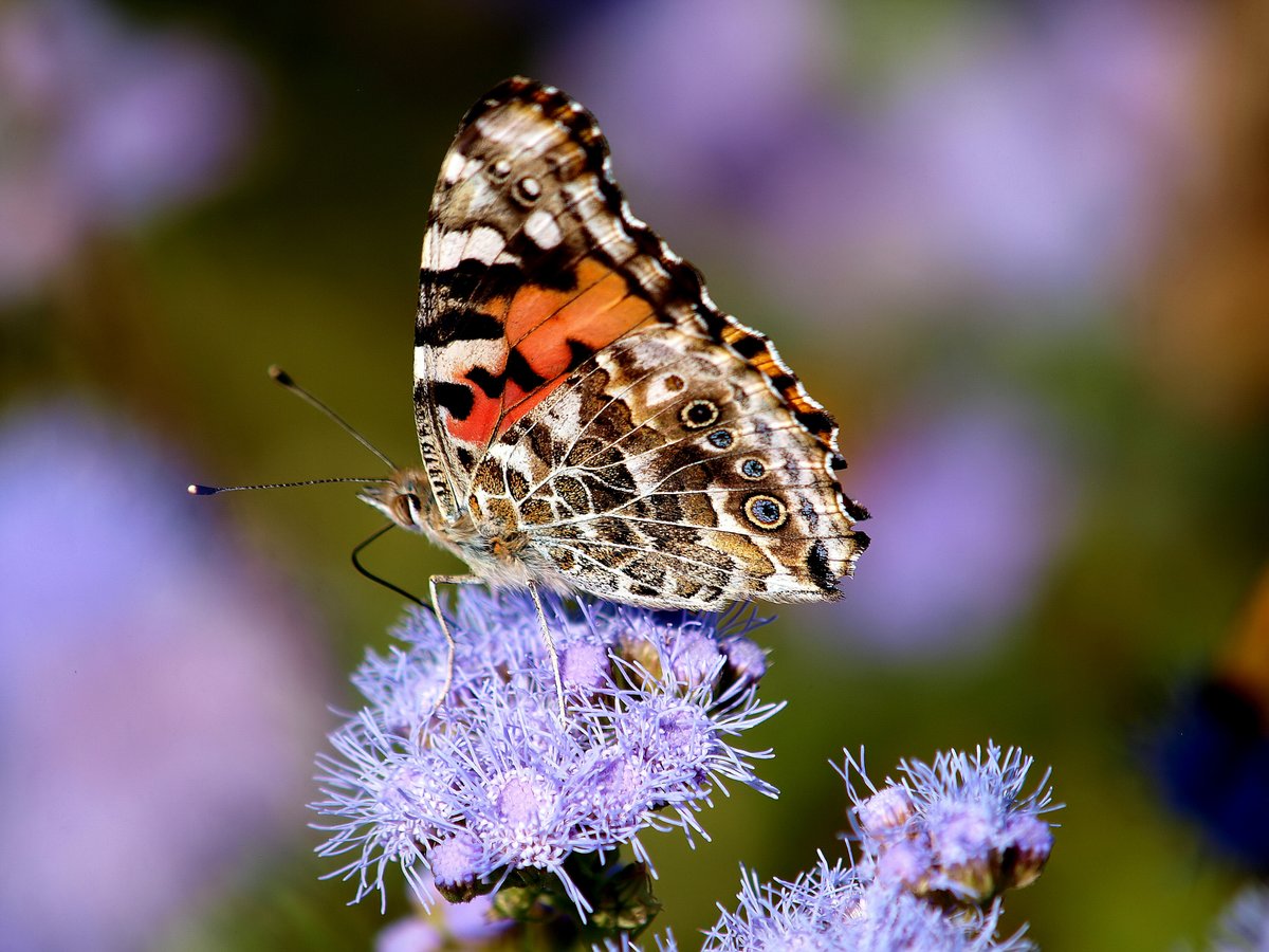kala61857's tweet photo. Painted Lady On Gregg's Mistflower
It has a leg up by its eye, looking like it is either saluting or scratching.
Painted Lady Butterfly (Vanessa cardui)
Palmleaf Mistflower (Conoclinium greggii)
https://t.co/Mxtgs2XLDB
#pollinators #butterfly #naturephotography https://t.co/cha4BgyzRw