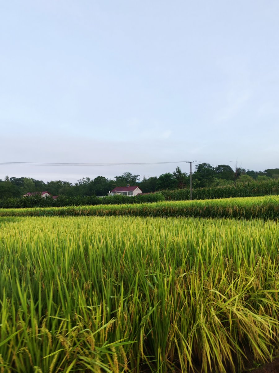 SteelHighwsm2q's tweet photo. [Looking at the elliptical rice paddy fields, the wind blows and the grain sways gently]， https://t.co/SN1cyB244n