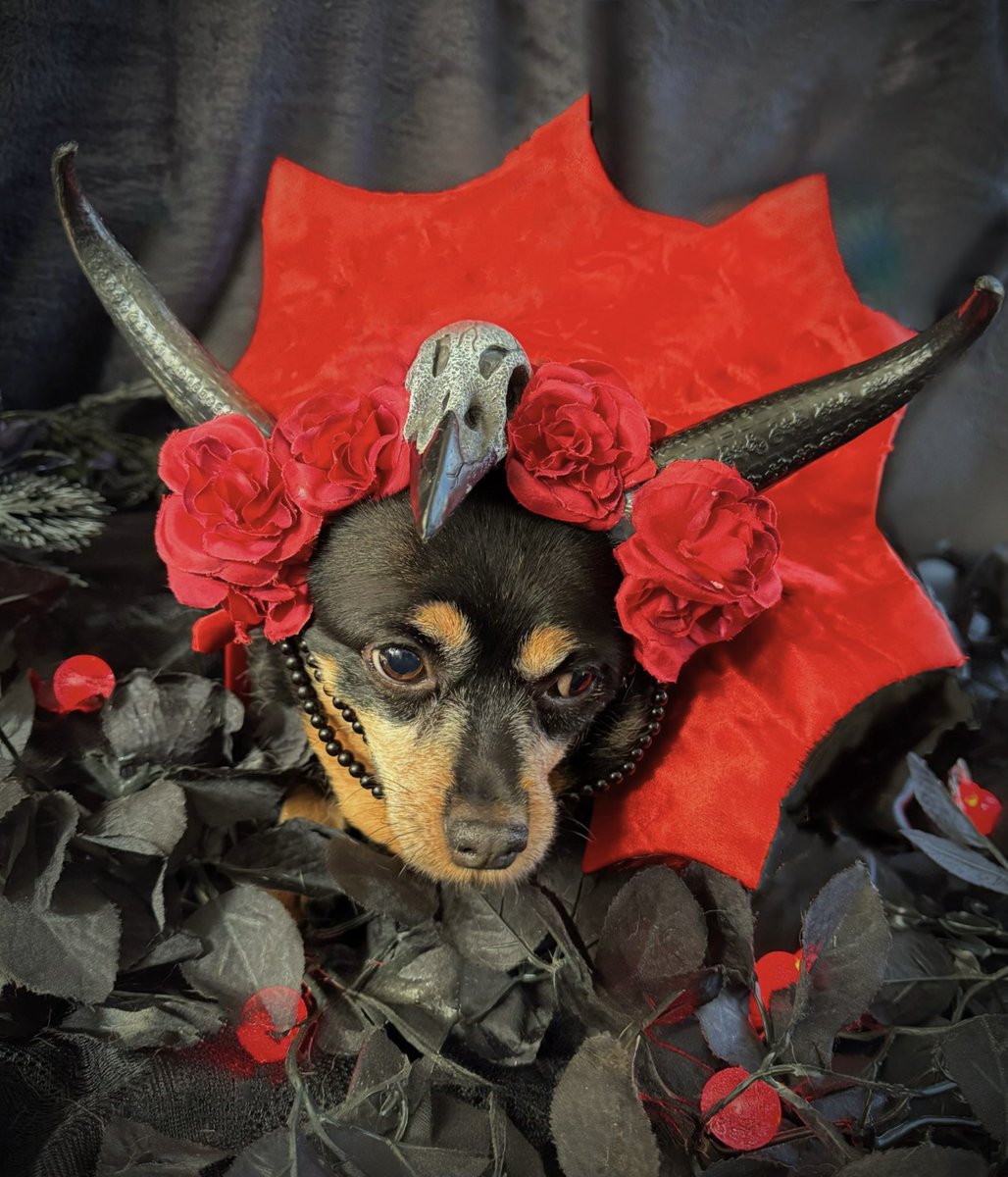 sarahanunn's tweet photo. It’s day 4 of #Octoberween!
Huck the Impaler says welcome to Hooligansylvania &amp; would you like to stay for a bite?
🖤🦇🖤
#VampireDog #RescueDog #HalloweenIsComing #SamhainIsComing #DogsofTwitter https://t.co/frLAICye3h
