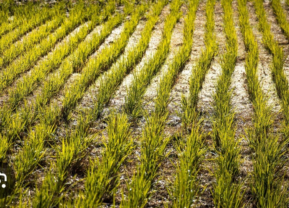 gedelar13's tweet photo. El arroz es una profunda manifestación cultural, espiritual  en muchas sociedades del mundo, particularmente en Asia Oriental y América Latina. No se trata simplemente de un alimento, sino de un pilar fundacional de la civilización...!Ministro come tu marañón!. https://t.co/2w3LeYleex