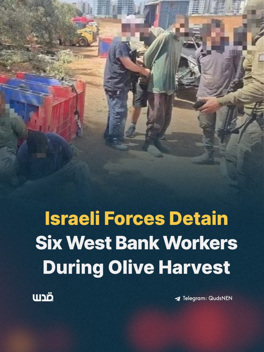 QudsNen's tweet photo. Israeli occupation forces detained six Palestinian workers from the occupied West Bank while they were harvesting olives near the town of Sulam.

The detention came as the workers were carrying out seasonal agricultural labour during the olive harvest. https://t.co/G2MRZRVjRu