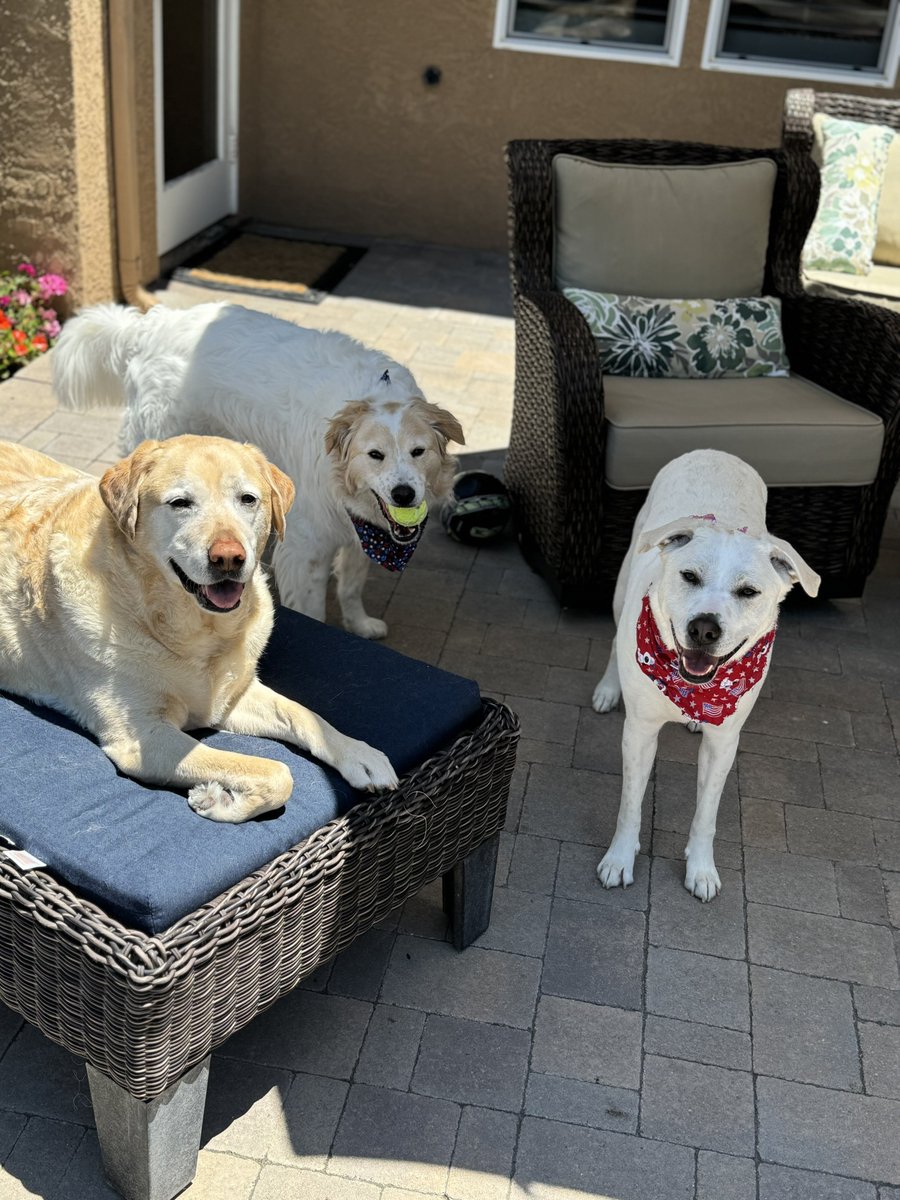 BillMelugin_'s tweet photo. Really tough weekend. Flew home to day goodbye to our sweet boy Axel after 12 years of pure joy and love with him. He was such a good big brother and pack leader for our adopted border pups. Accepted them immediately. 

And he helped our family through the loss of my dad more than he’ll ever know. Will miss him so much. 

Love you forever Axe ❤️