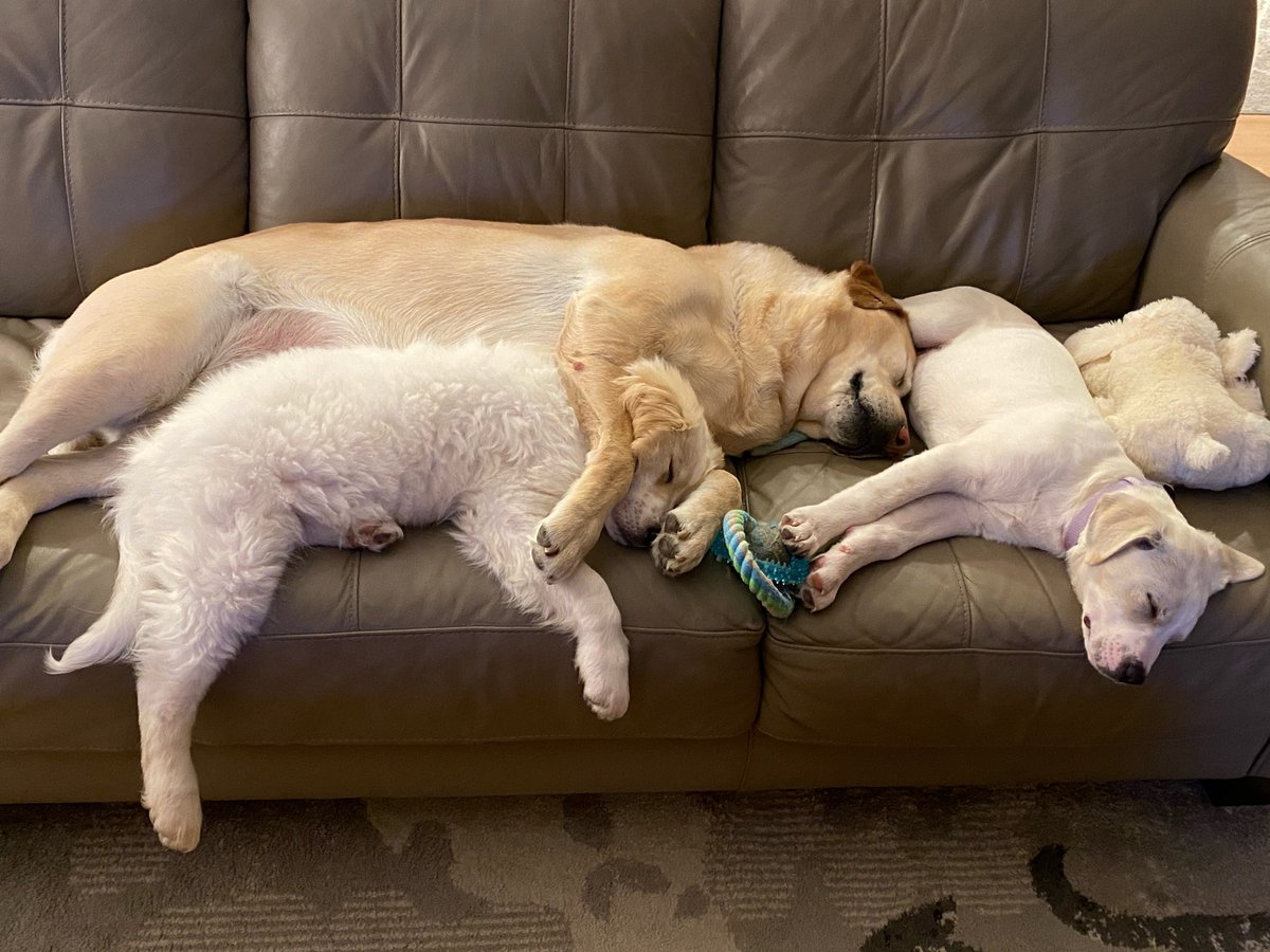 BillMelugin_'s tweet photo. Really tough weekend. Flew home to day goodbye to our sweet boy Axel after 12 years of pure joy and love with him. He was such a good big brother and pack leader for our adopted border pups. Accepted them immediately. 

And he helped our family through the loss of my dad more than he’ll ever know. Will miss him so much. 

Love you forever Axe ❤️