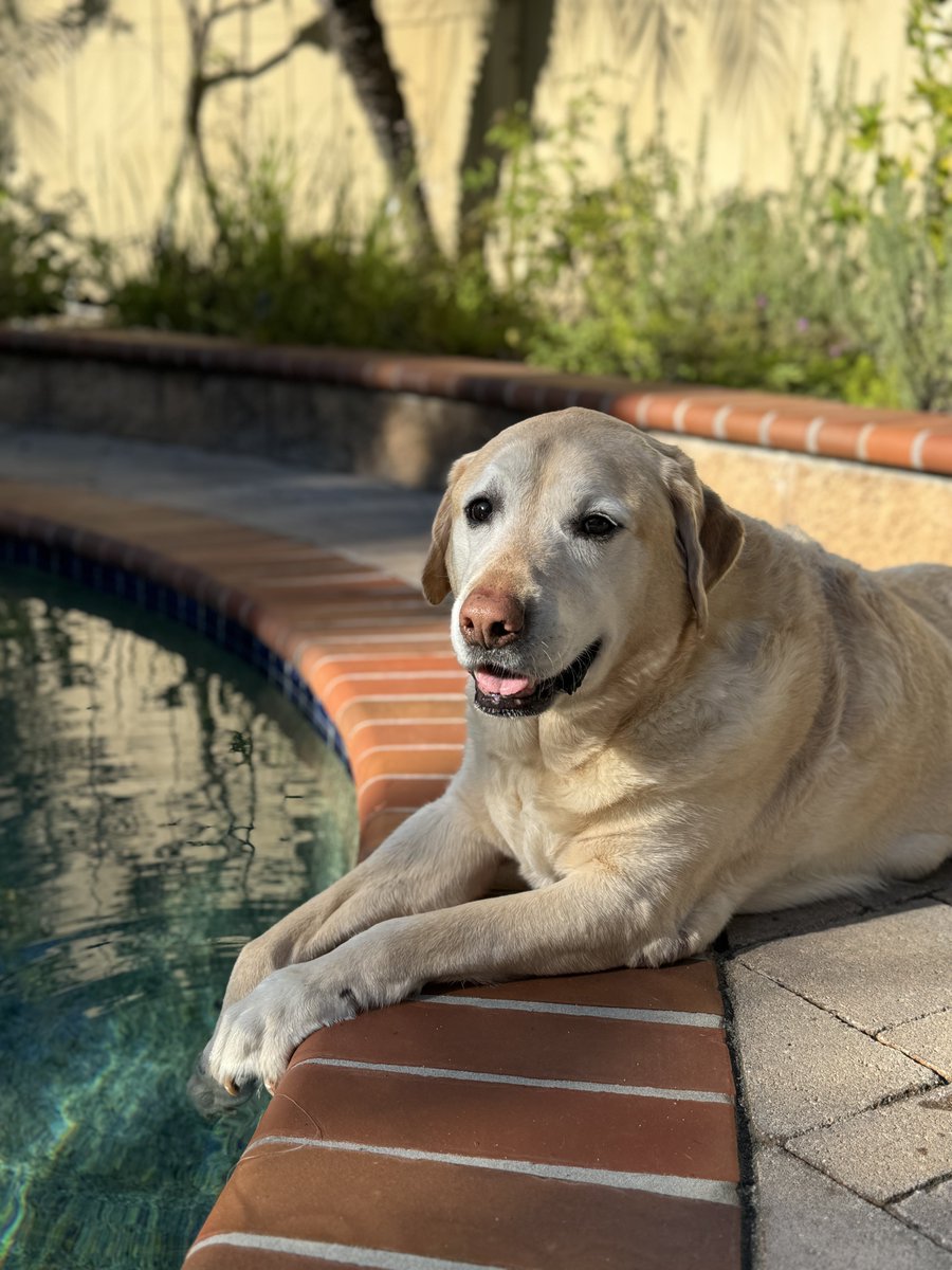 BillMelugin_'s tweet photo. Really tough weekend. Flew home to day goodbye to our sweet boy Axel after 12 years of pure joy and love with him. He was such a good big brother and pack leader for our adopted border pups. Accepted them immediately. 

And he helped our family through the loss of my dad more than he’ll ever know. Will miss him so much. 

Love you forever Axe ❤️