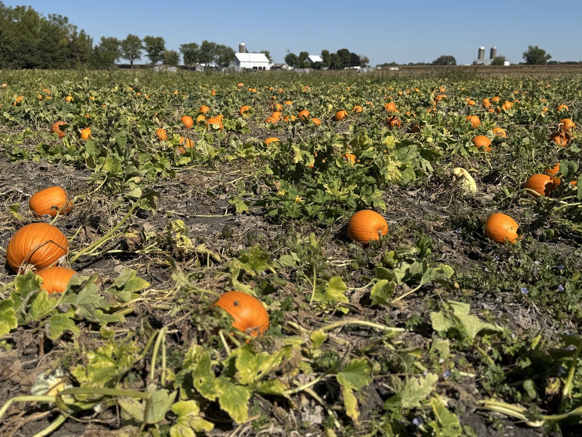 TexasSaluki's tweet photo. Nothing beats an Illinois pumpkin patch.
#Illinois #PumpkinPatch #FallInIllinois #IllinoisAg https://t.co/zdB8r2hBs1