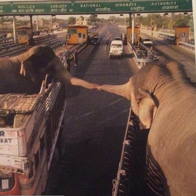 Hana_b30's tweet photo. A silent goodbye at a busy toll plaza. Trapped in separate trucks on an Indian highway, these two gentle giants stretch across the concrete divide for one final, fleeting touch before being carried off to opposite ends of captivity. 💔🐘 https://t.co/yhu1PS1oMJ